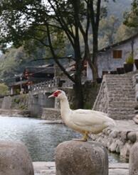 永嘉界坑藏着一个“中国景观村”