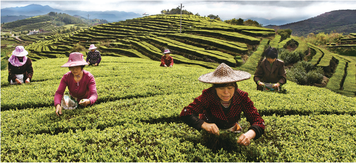 “温州早茶”，为瓯越添一抹新绿